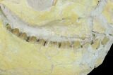 Fossil Oreodont (Merycoidodon) Skull - Wyoming #134350-2